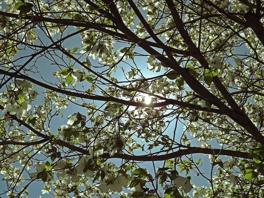 Flower Photograph - Sunlight Through the Dogwood by Teal Blackwell