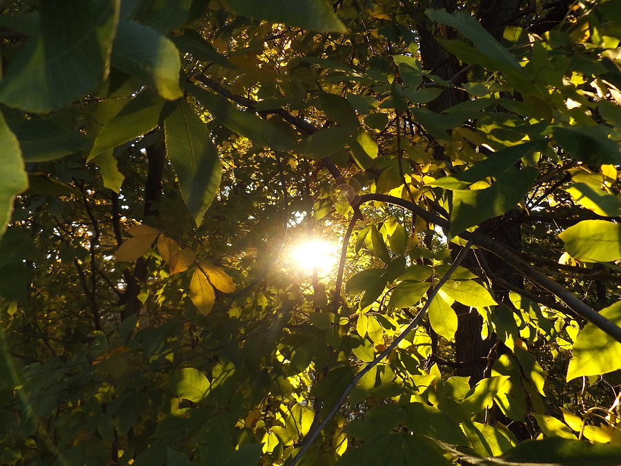 Nature Photograph - Sunlight Through the Leaves by Maranda Busch
