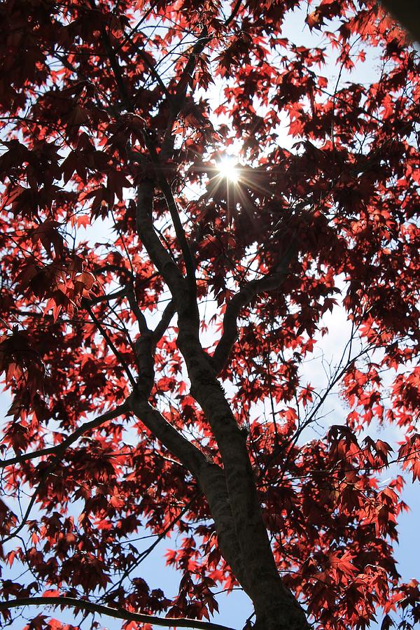 Sunlight Through the Maple Tree Photograph by Mary Koval - Fine Art America