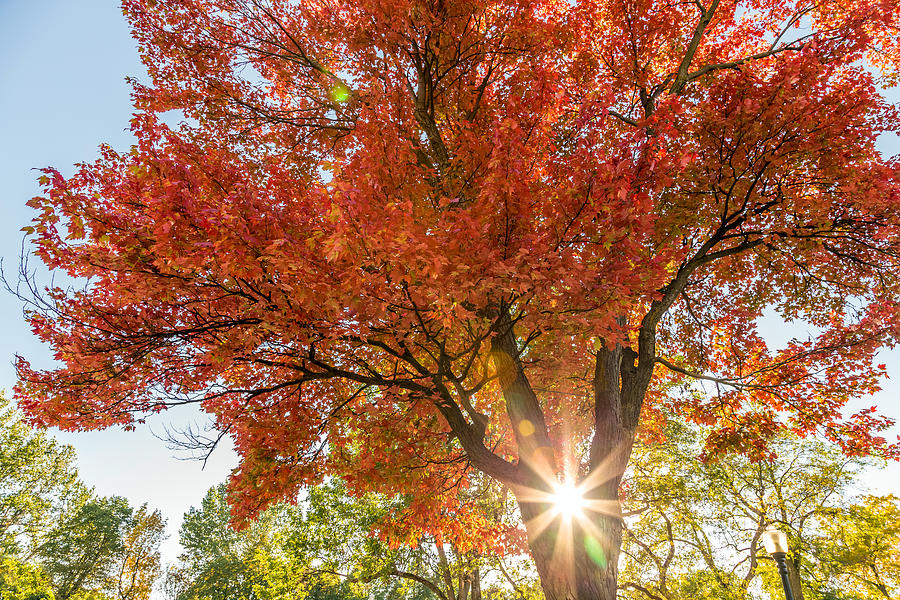 Sunlight through the Maple Tree Photograph by Pierre Leclerc Photography