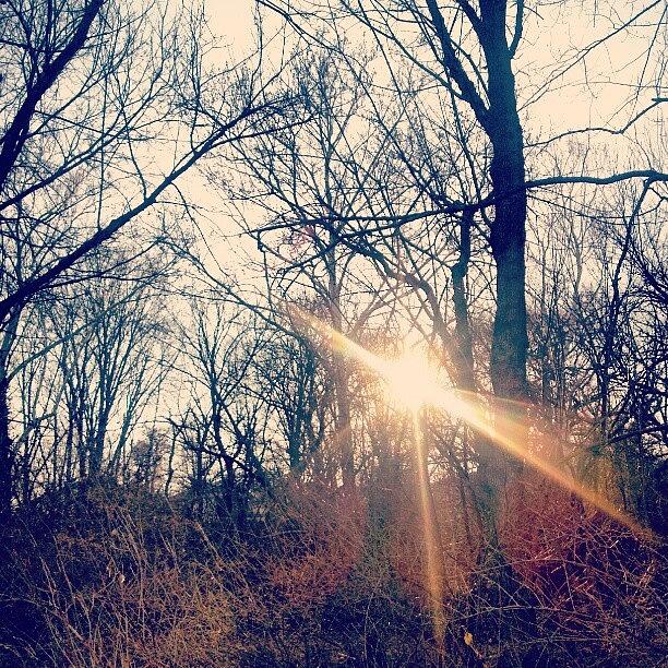 Nature Photograph - Sunlight Through The Trees by Genevieve Esson