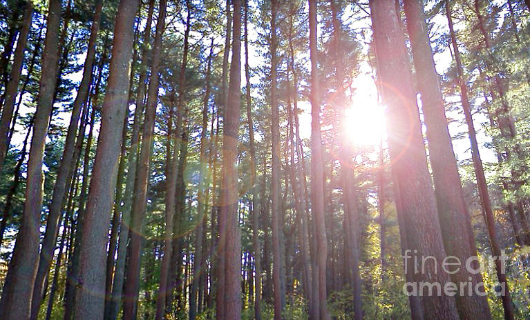 Sunlight Through the Trees Photograph by Rita Brown