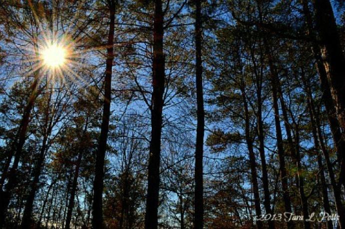Sunlight Through Trees Photograph by Tara Potts