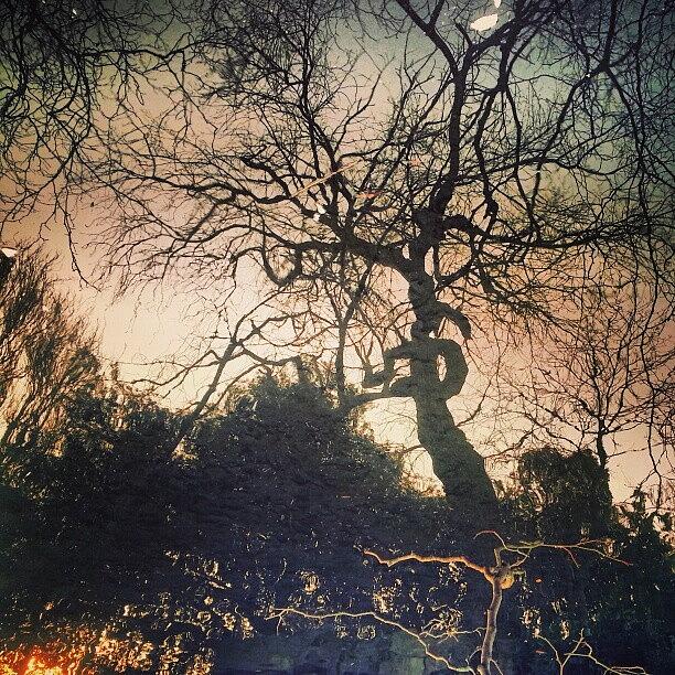Bd Photograph - Sunlight, Webs, Roots And Branches by Anastacia Gray