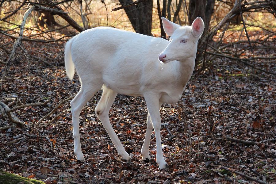 Sunlit Albino Deer Photograph by Theresa Meegan