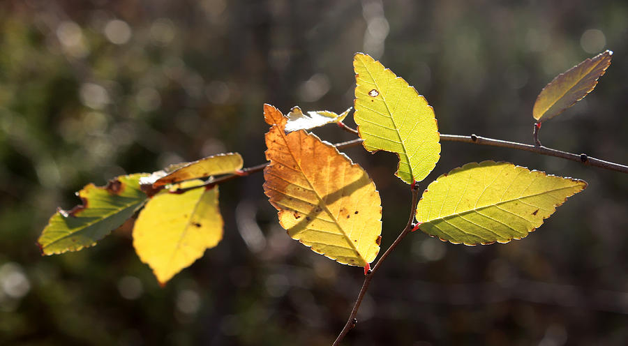 Sunlit Autumn Leaves Photograph by Ellen Tully
