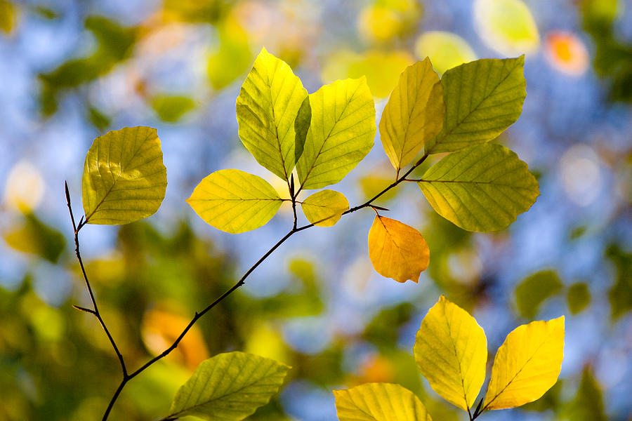 Nature Photograph - Sunlit Autumn Leaves by Natalie Kinnear