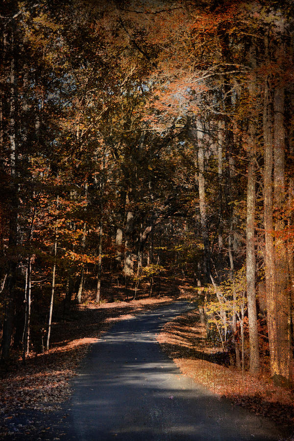 Sunlit Autumn Path Photograph by Jai Johnson