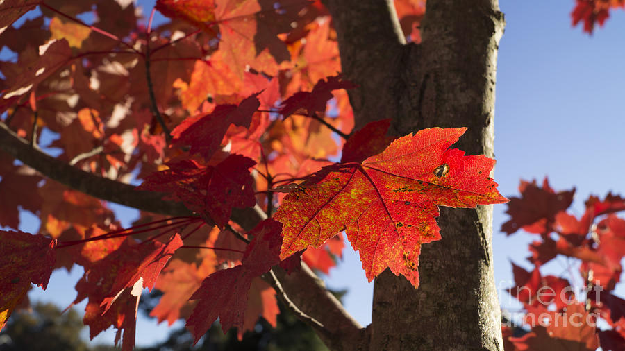 Sunlit Autumn Red Maple Photograph by MM Anderson
