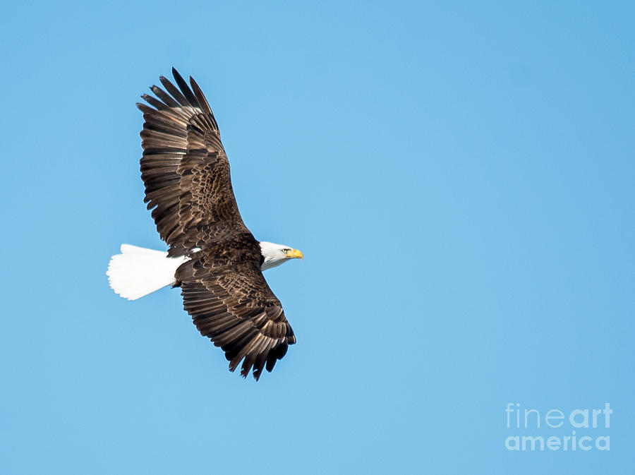 Sunlit Bald Eagle Photograph by Cheryl Baxter