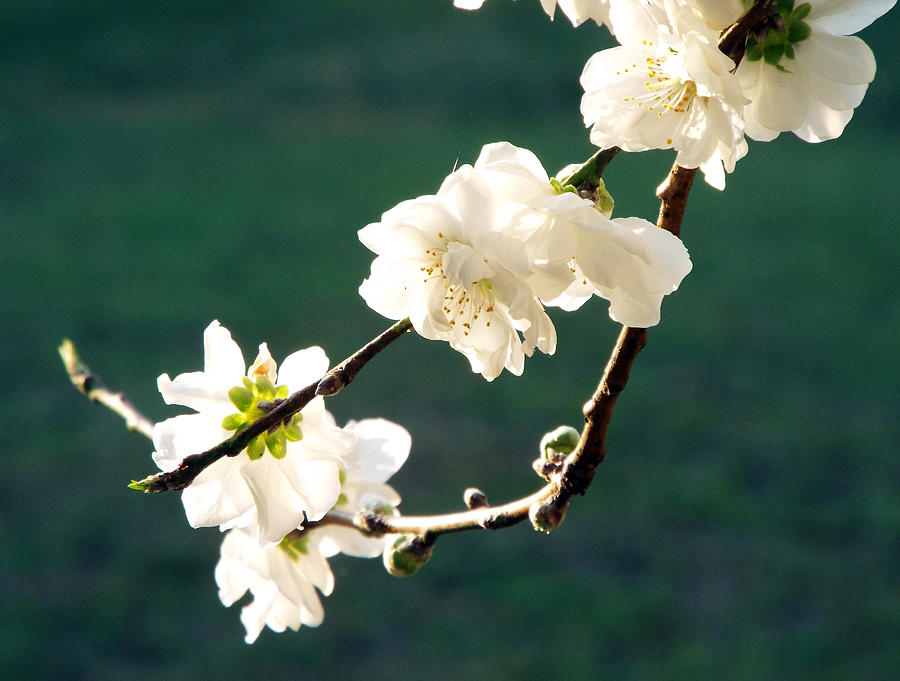 Peach Blossoms Photograph - Sunlit Blossoms by Dawn Gagnon