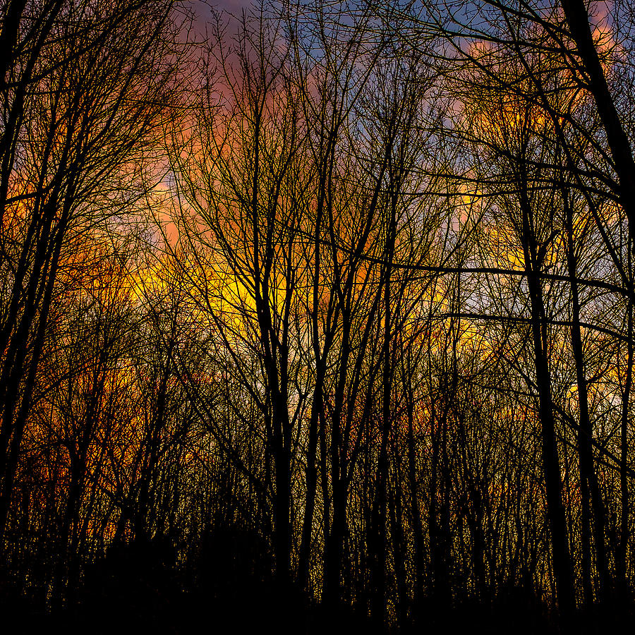 Sunlit clouds through a leafless forest Photograph by Chris Bordeleau