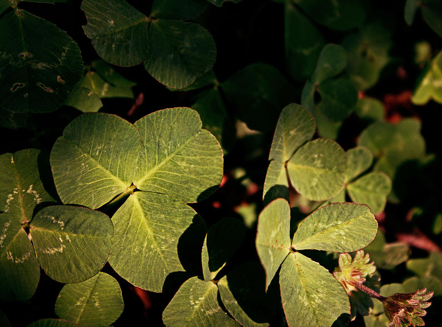 Sunlit Clover Photograph by Catherine Rickles - Fine Art America