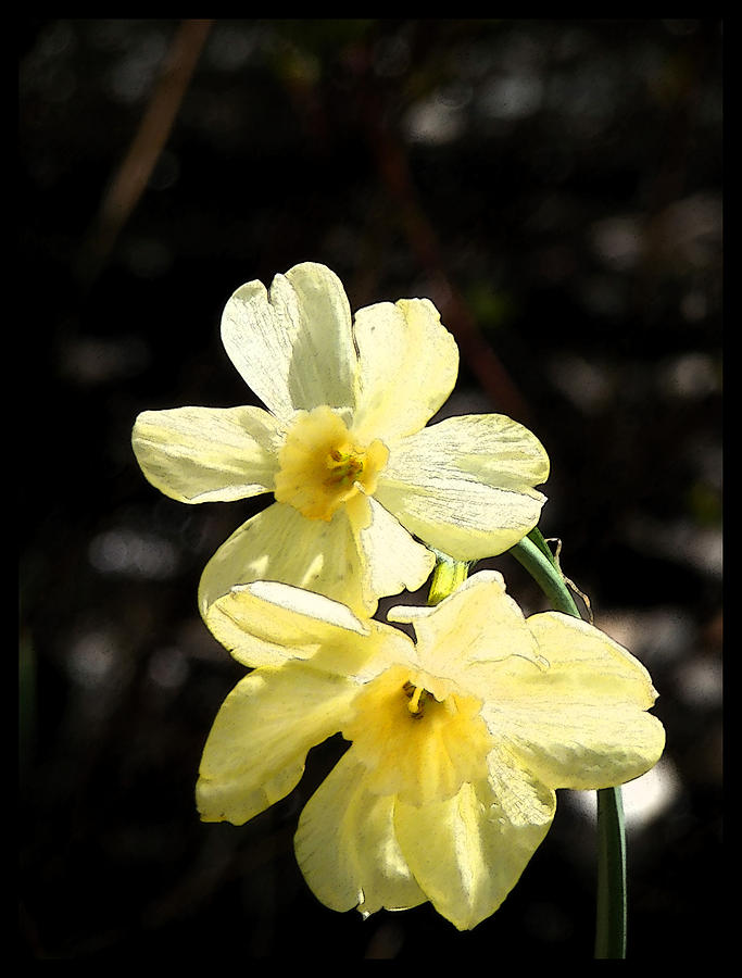 Sunlit Daffodils Photograph by Margie Avellino