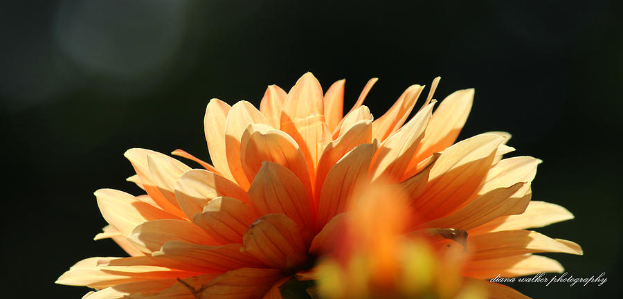 Nature Photograph - Sunlit Dahlia in Orange by Diana Walker