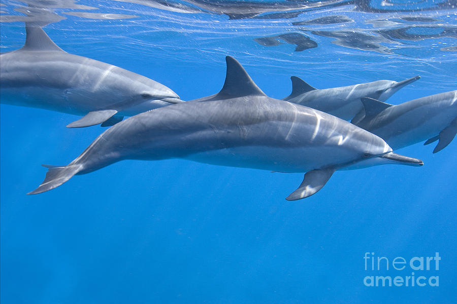 Sunlit Dolphins Photograph by Aaron Whittemore