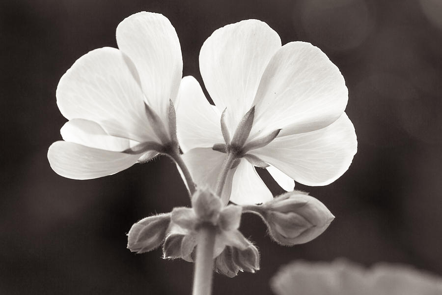 Sunlit Geranium Photograph by Randy Wood