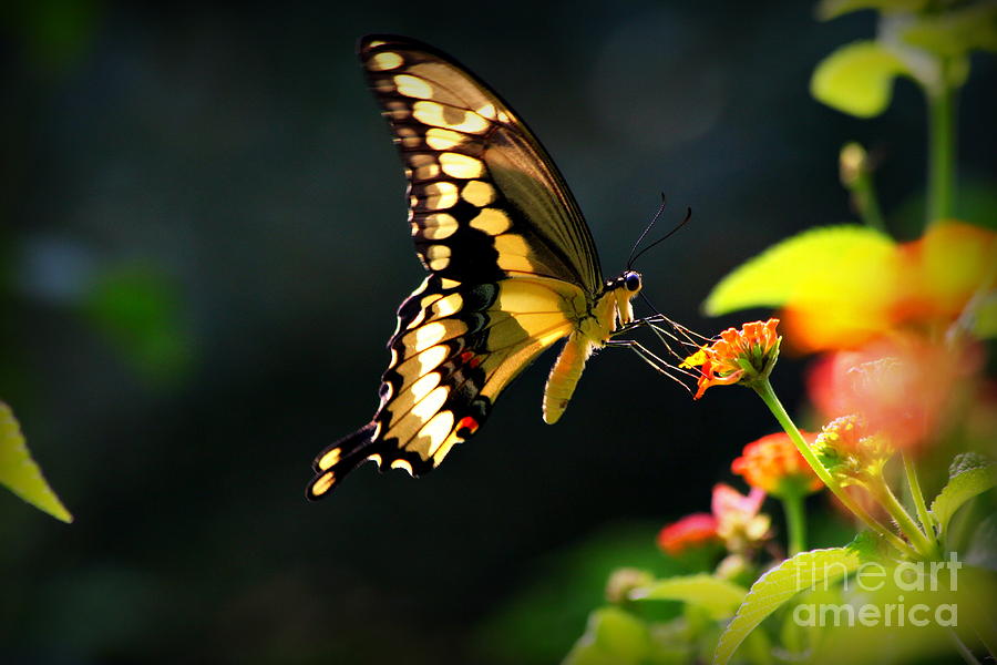 Sunlit Giant Swallowtail Butterfly Photograph by Reid Callaway