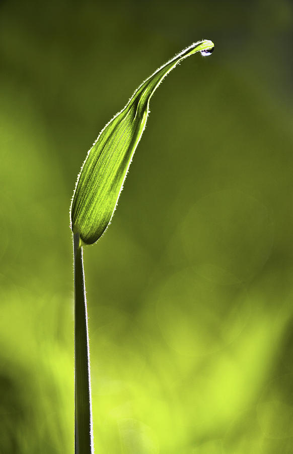 Nature Photograph - Sunlit Grass and Dew Drop by Natalie Kinnear