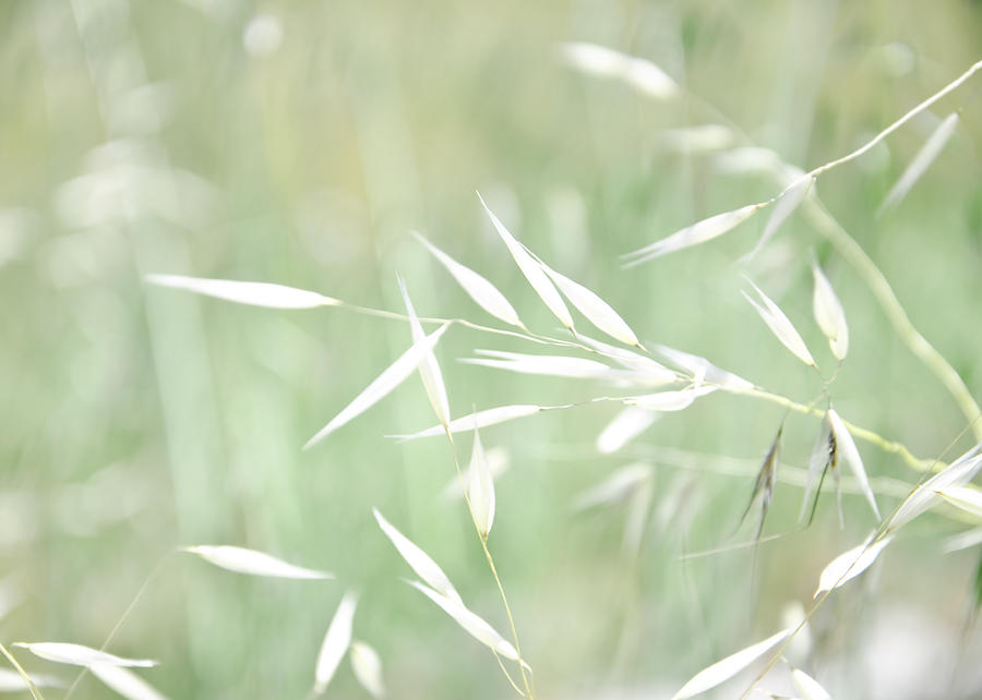 Sunlit Grass Photograph by Margaret Pitcher