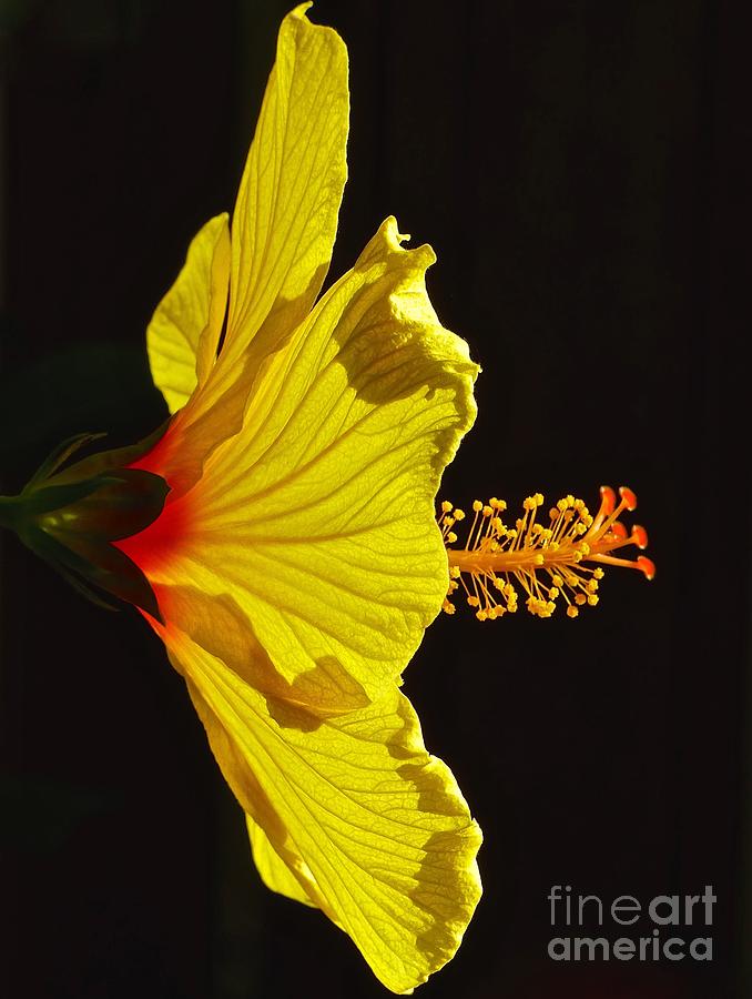 Sunlit Hibiscus Photograph by Jean Wright