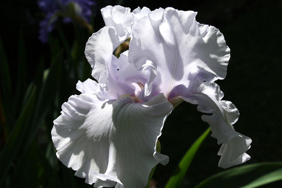 Sunlit Iris Photograph by Michele Wilson