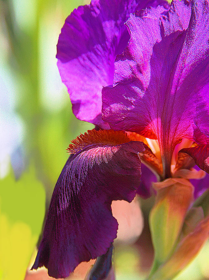 Sunlit Iris Photograph by Viktor Savchenko