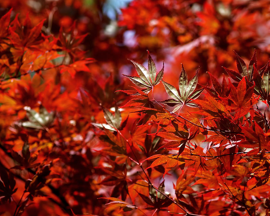 Sunlit Japanese Maple Photograph