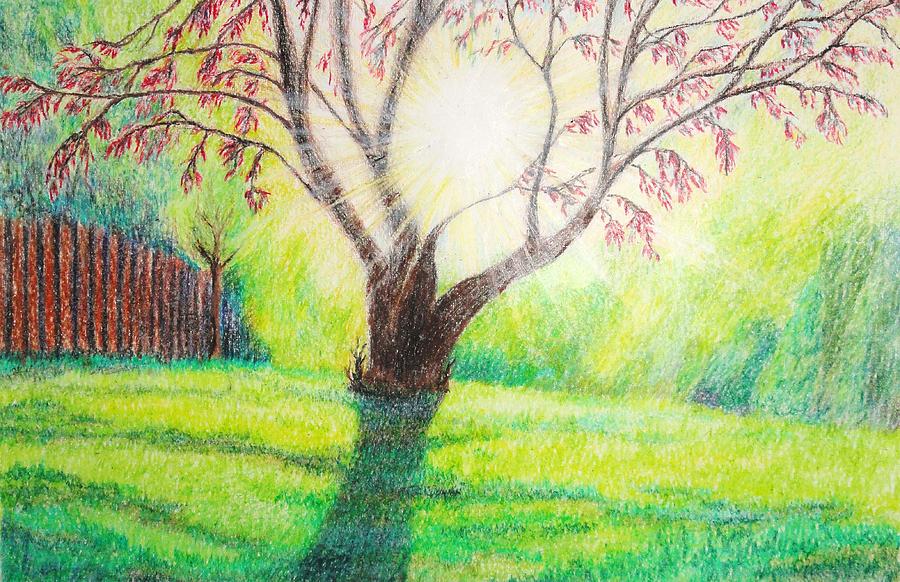 Summer Drawing - Sunlit Lawn by Amanda Ellis