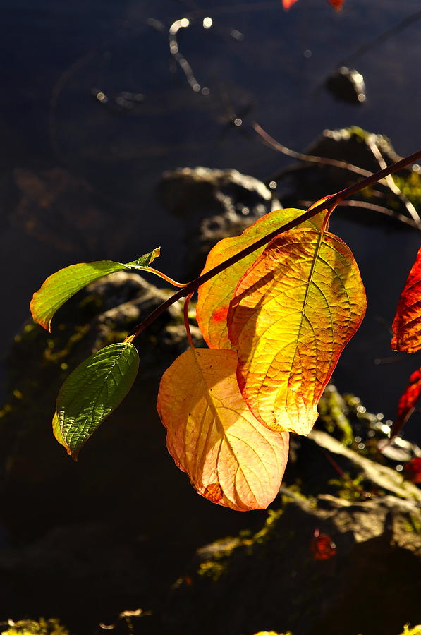 Sunlit Leaves Photograph by Cathy Mahnke