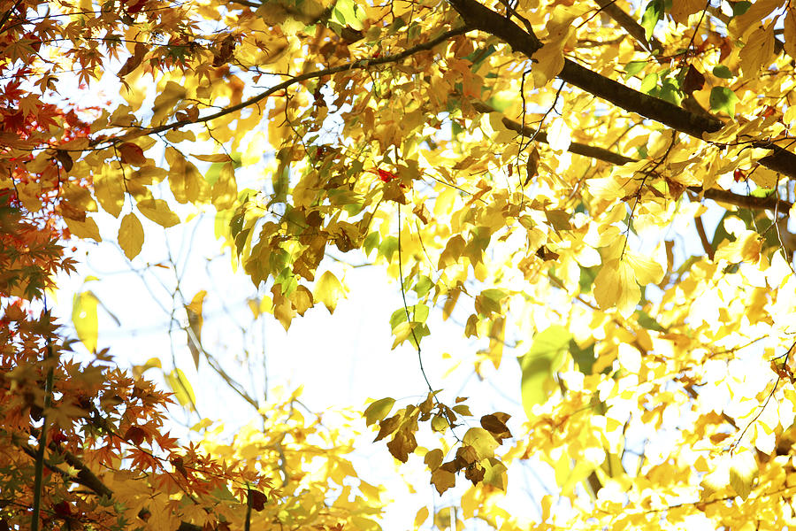 Sunlit leaves Photograph by Les Cunliffe