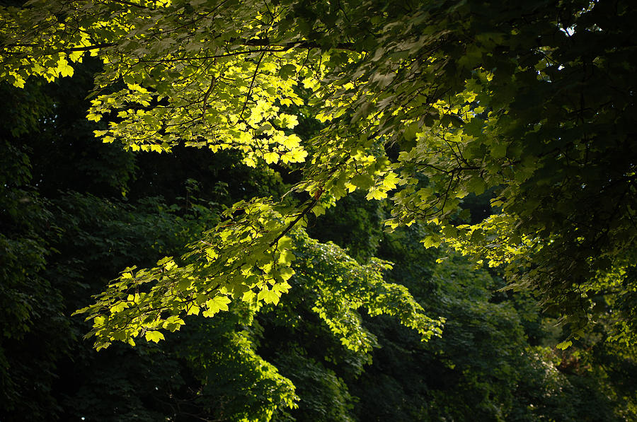Sunlit Leaves Photograph by Mark Llewellyn