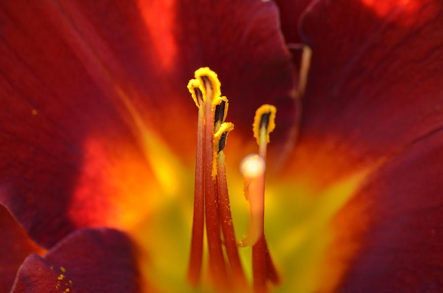 Sunlit Lily Photograph by David Porteus