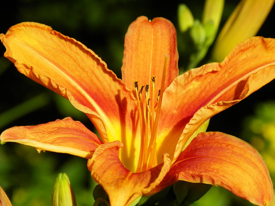 Sunlit Lily Photograph by Gene Cyr - Fine Art America