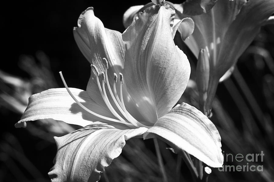 Lily Photograph - Sunlit Lily in Black and White by Lee Craig
