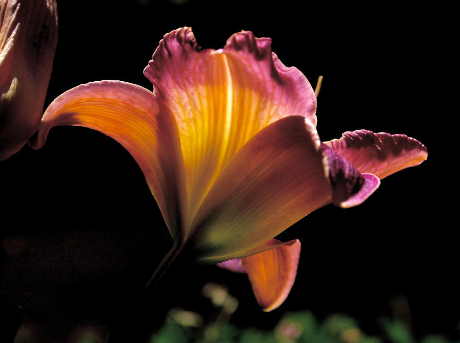 Lily Photograph - Sunlit Lily by Rona Black