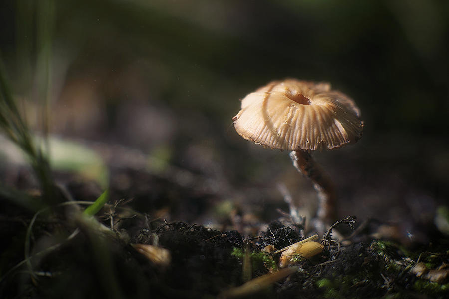Mushroom Photograph - Sunlit Mushroom by Scott Norris