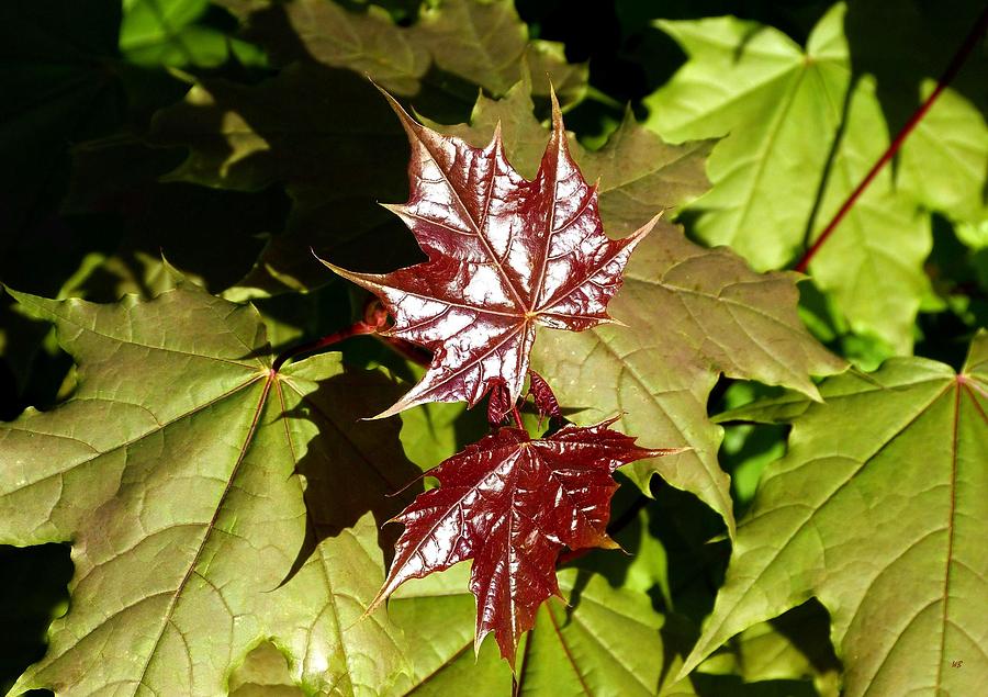 Sunlit New Maple Leaves Photograph by Will Borden
