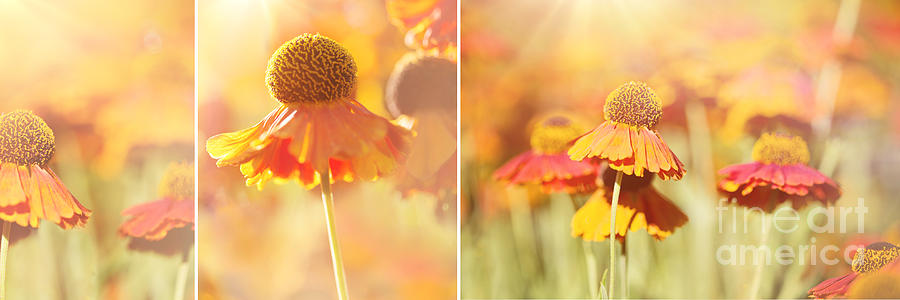 Flower Photograph - Sunlit Orange Helenium Flowers Triptych by Natalie Kinnear