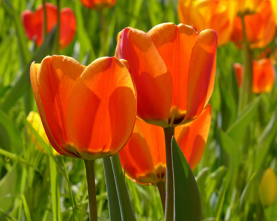 Sunlit Orange Tulips Photograph by Rona Black