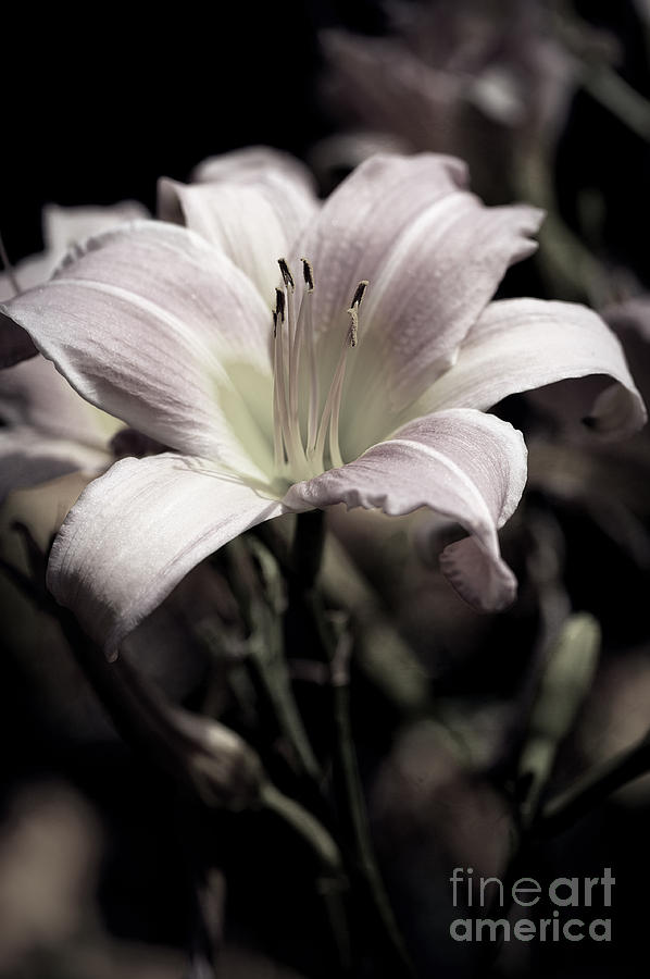 Sunlit Pale Lily Photograph by Lee Craig