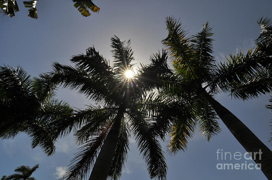 Sunlit Palm Trees Photograph by Joanne McCurry