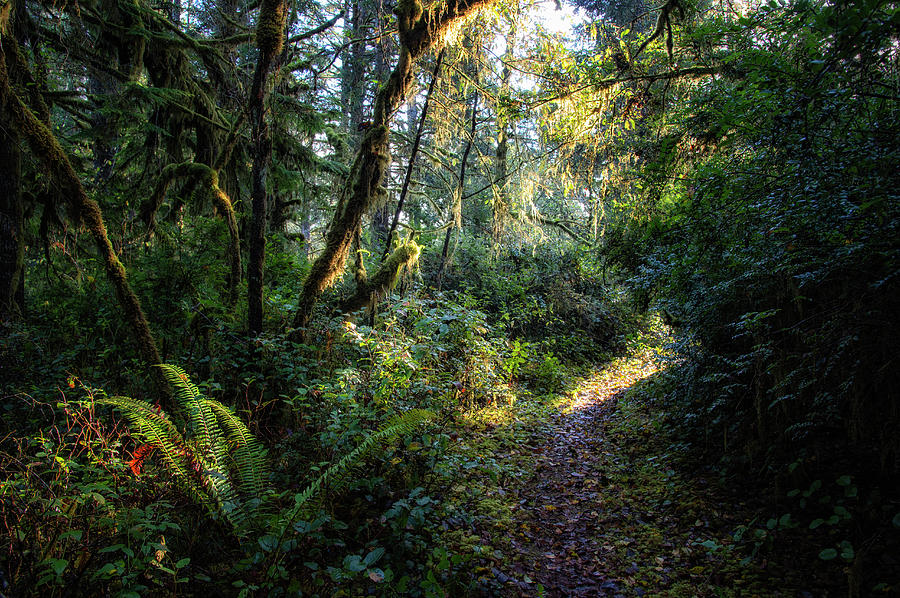 Sunlit Path In The Forest Photograph by Mike Hill