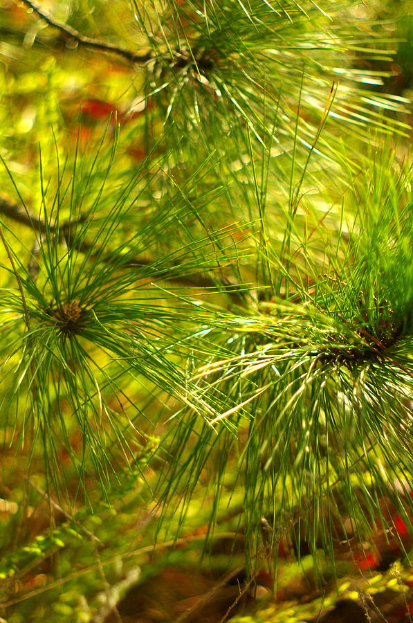 Sunlit Pine Boughs Photograph by Suzanne Powers