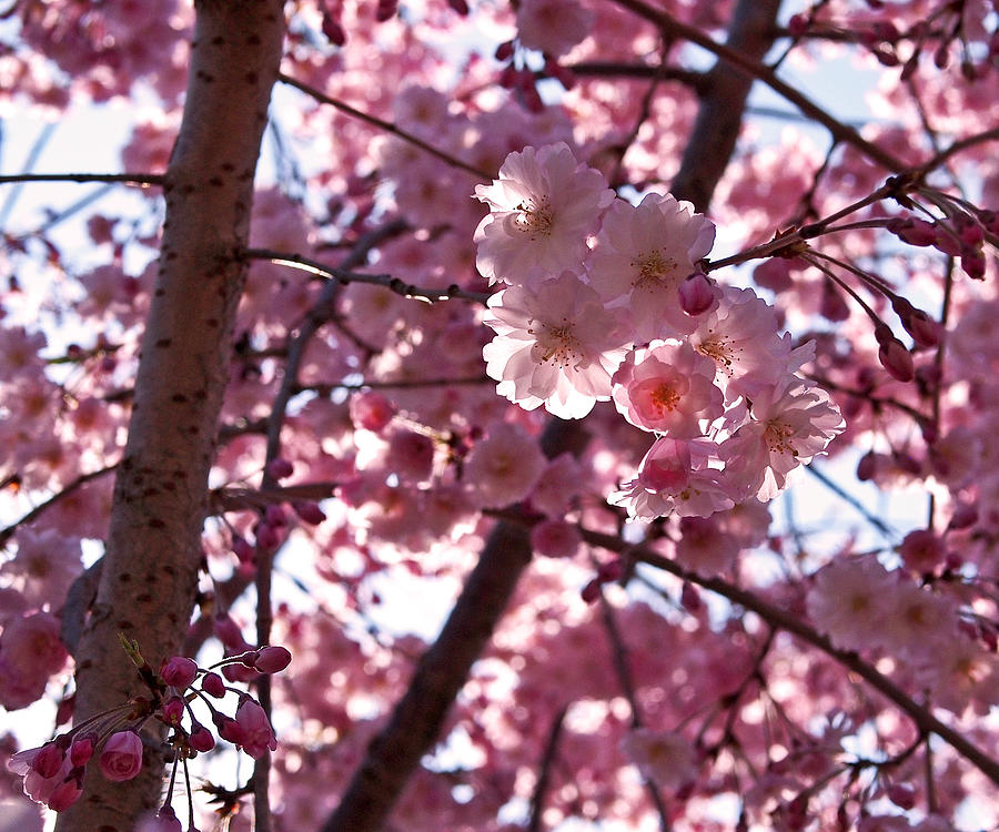 Sunlit Cherry Blossoms Photograph by Rona Black