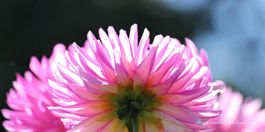 Daisy Photograph - Sunlit Pink Diva by Diana Walker