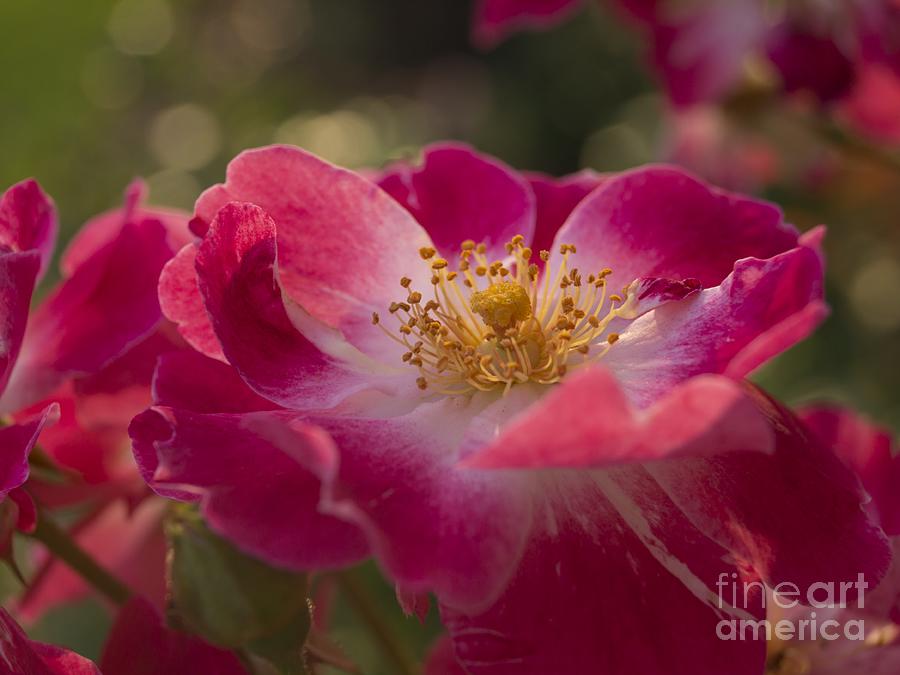 Sunlit Pink Roses Photograph by MM Anderson