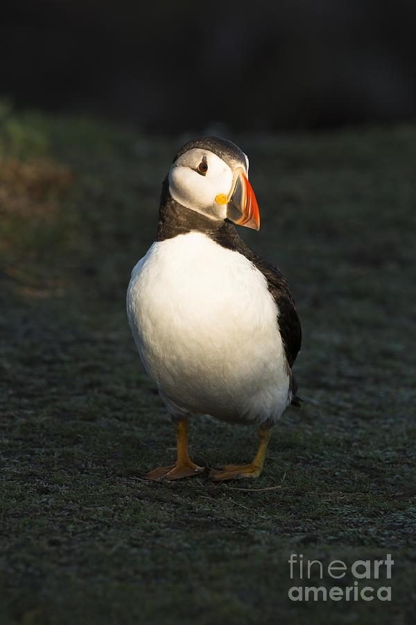 Up Movie Photograph - Sunlit Puffin by Anne Gilbert