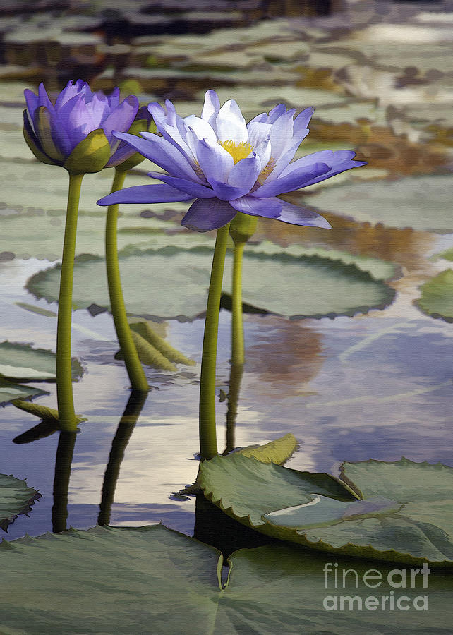 Sunlit Purple Lilies  Photograph by Sharon Foster