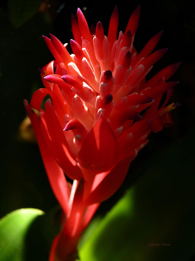 Sunlit Red Bromeliad 2 Photograph by Julianne Felton